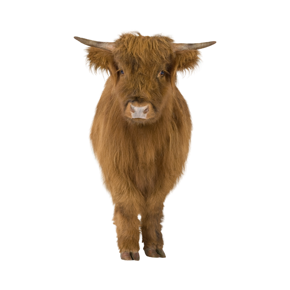 Get your affordable mini highland cattle